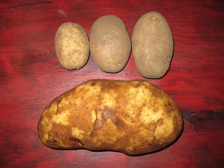 giant potatoes